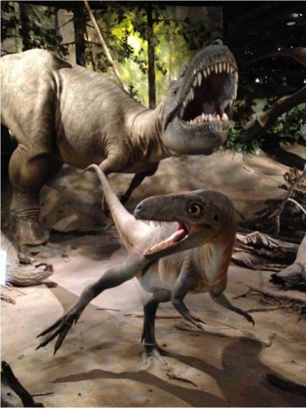 Albertosaurus Evolution Literacy G Paz-y-Mino-C photo