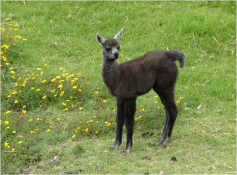 Baby Llama Cochasqui 2015