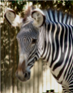 Grevy s Zebra Lisbon Zoo close up