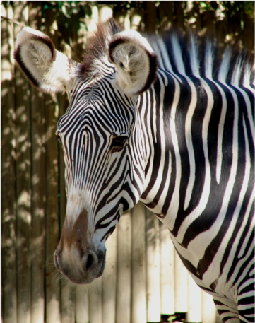Grevy s Zebra Lisbon Zoo close up