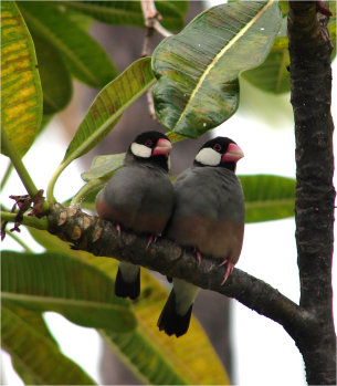 Java Sparrows Big Island 2012