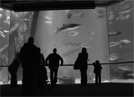 New Orleans Aquarium - Photo G-Paz-y-Mino-C Photo 2008