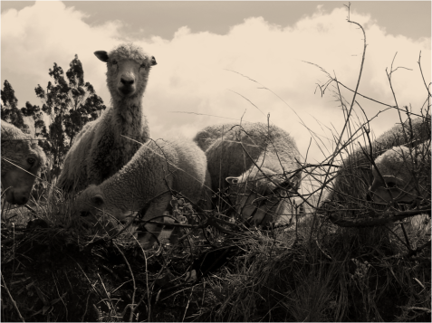 Sheep Ecuadorian Andes Photo G-Paz-y-Mino-C