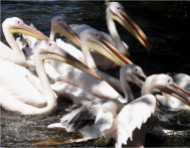 White Pelicans Amsterdam Zoo