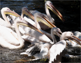 White Pelicans Amsterdam Zoo