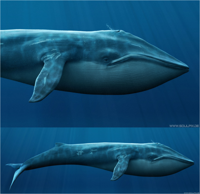 Blue Whale illustration by Soul Pix