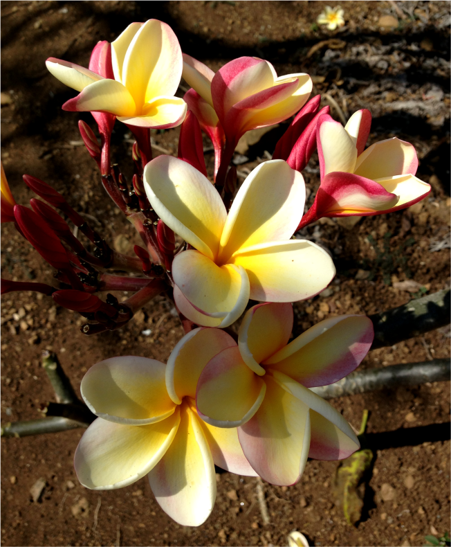 Plumerias Koko Bot Garden Oahu - Photo G-Paz-y-Mino-C 2016