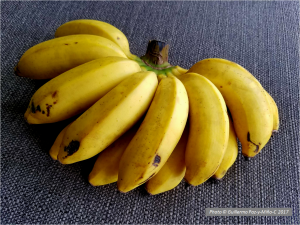 baby-bananas-jamaica-photo-g-paz-y-mino-c-2017