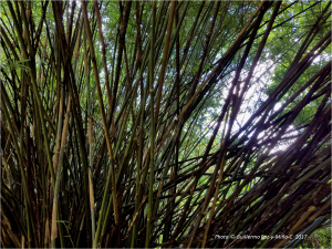 bamboo-at-castleton-botanic-gardens-photo-g-paz-y-minoc-2017