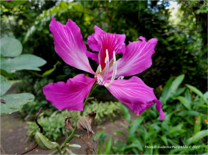 bauhinia-at-castleton-botanic-gardens-photo-g-paz-y-minoc-2017