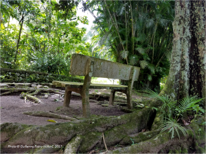 bench-at-castleton-botanic-gardens-photo-g-paz-y-minoc-2017