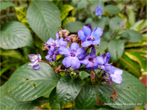 blue-flowers-jamaica-photo-g-paz-y-mino-c-2017