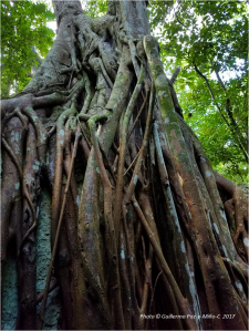 ficus-tree-roots-green-grotto-caves-photo-g-paz-y-mino-c-2017