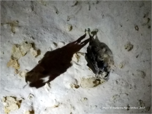 mummified-bat-green-grotto-caves-photo-g-paz-y-mino-c-2017