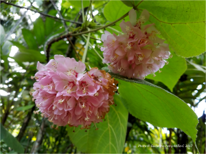 pink-flowers-under-leaves-castleton-botanic-gardens-photo-g-paz-y-mino-c-2017