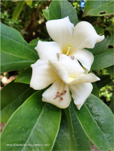 pistil-stamens-white-flower-castleton-botanic-gardens-photo-g-paz-y-mino-c-2017